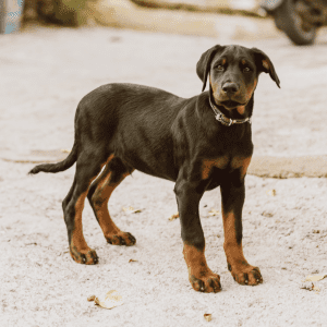 Doberman Puppy
