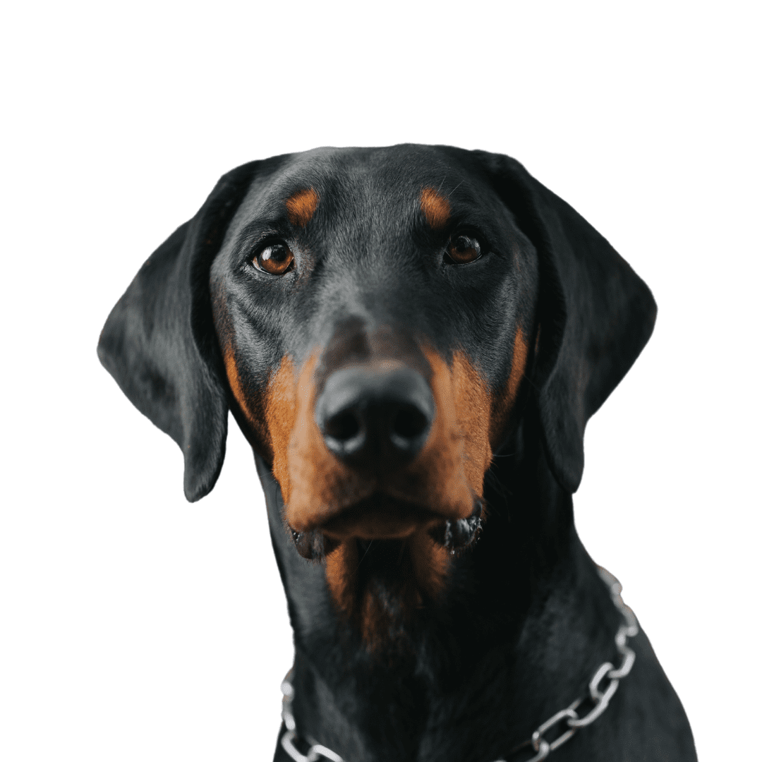 Doberman Pinscher