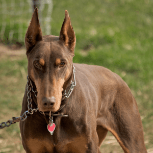 Doberman Pinscher