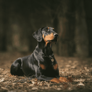 Doberman Pinscher
