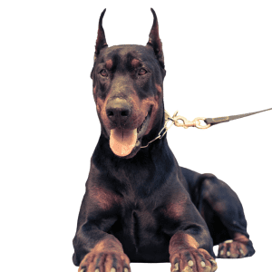 Doberman Pinscher