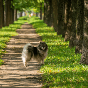 Keeshond