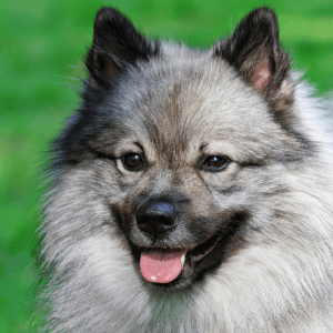 Keeshond