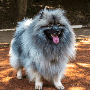 Keeshond