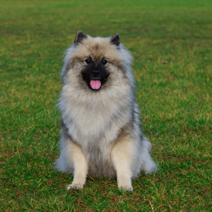 Keeshond