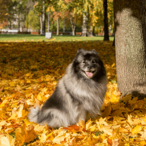 Keeshond