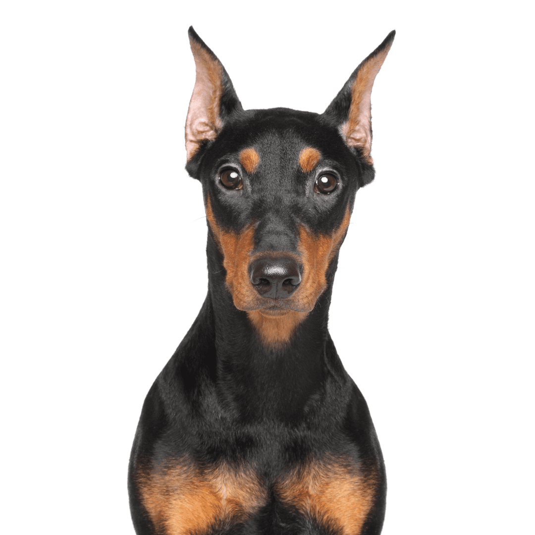 German Pinscher