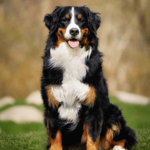 Bernese Mountain Dog