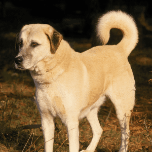 Anatolian Shepherd Dog