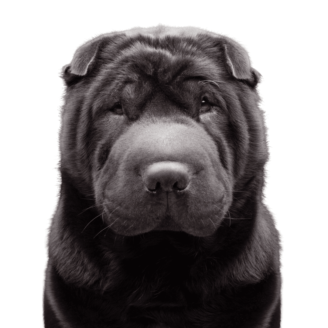 Chinese Shar-Pei