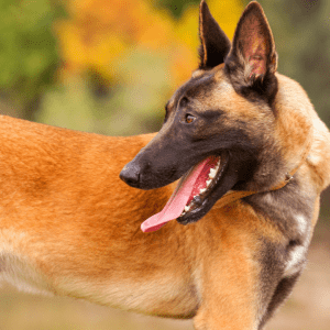 Belgian Malinois