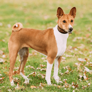 Basenji