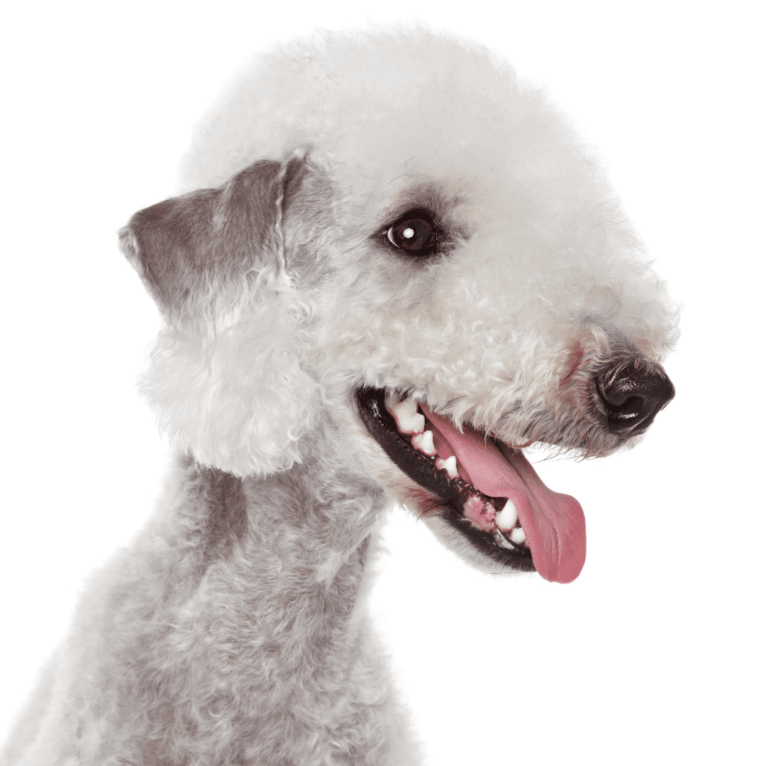 Bedlington Terrier