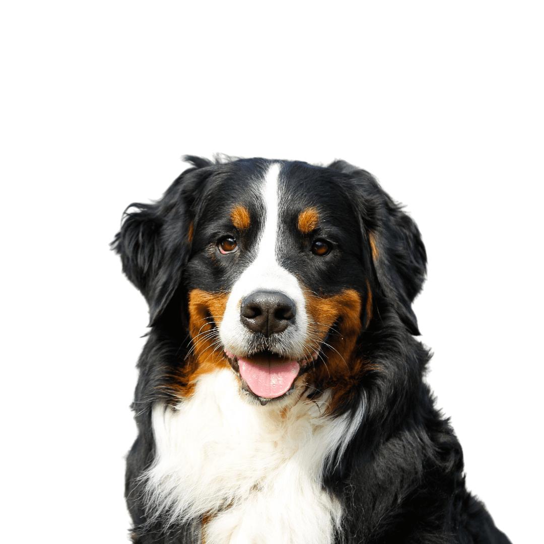 Bernese Mountain Dog