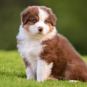 Australian Shepherd