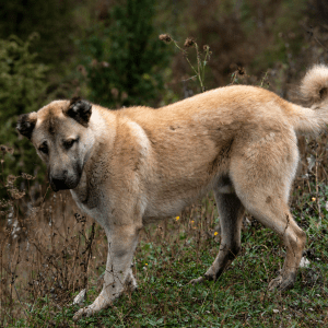 Anatolian Shepherd Dog
