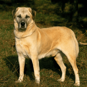 Anatolian Shepherd Dog