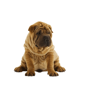 Chinese Shar-Pei