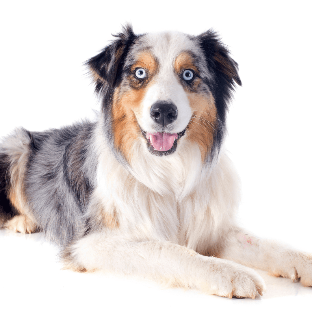 Australian Shepherd