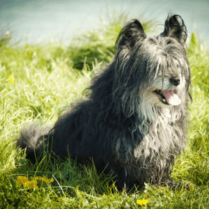 Skye Terrier
