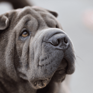 Chinese Shar-Pei