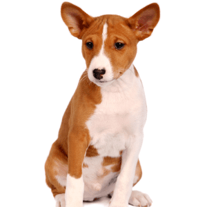 Basenji