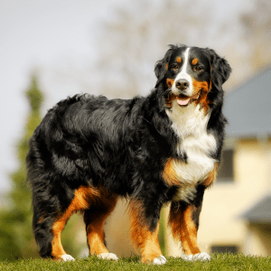 Bernese Mountain Dog