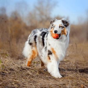 Australian Shepherd