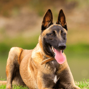 Belgian Malinois