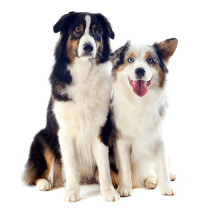 Australian Shepherd