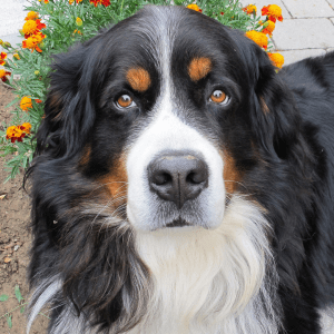 Bernese Mountain Dog