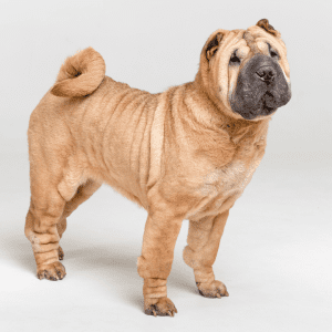 Chinese Shar-Pei