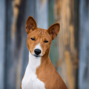 Basenji