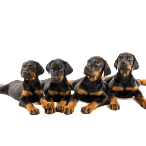 German Pinscher