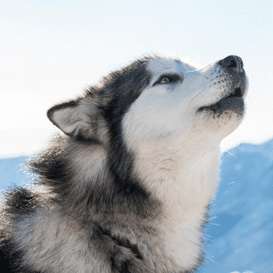 Alaskan Malamute