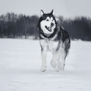 Alaskan Malamute
