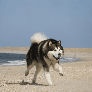 Alaskan Malamute