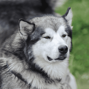 Alaskan Malamute