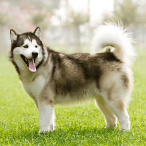 Alaskan Malamute