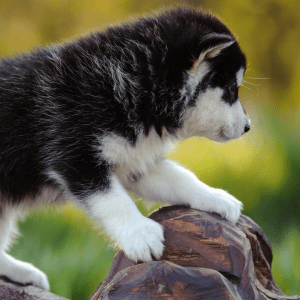 Alaskan Malamute