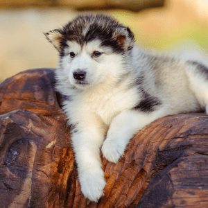 Alaskan Malamute