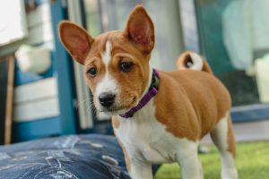 Basenji