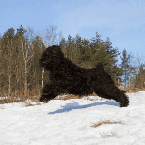 Black Russian Terrier