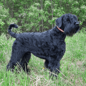 Black Russian Terrier
