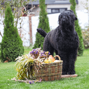 Black Russian Terrier