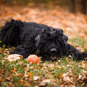 Black Russian Terrier