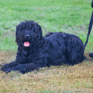 Black Russian Terrier