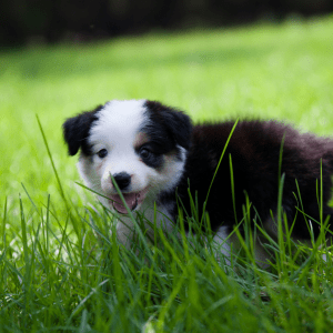 Border Collie