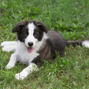 Border Collie
