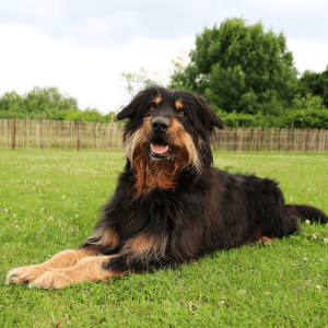 Briard